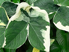 107 Cairns Botanic Gardens